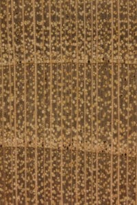 blackcherryendgrain