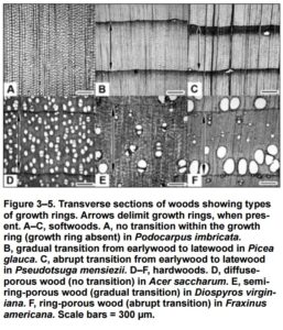 wood growth ring groups
