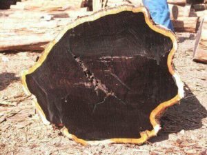 Ebony Wood Regulation