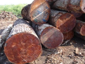 Mahogany logs