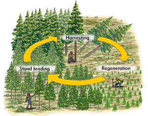 silvicultural systems