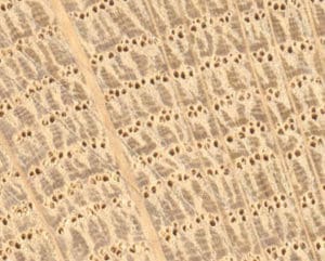 medullary ray structure