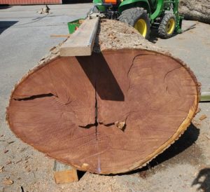 white oak log