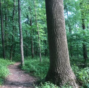 yellow poplar tree