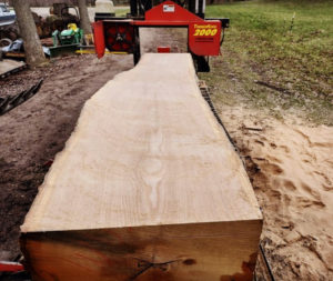 Red Oak log