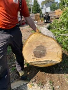 walnut sapwood