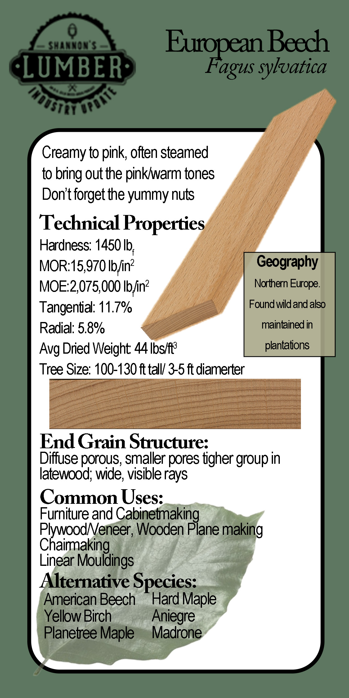 European Beech