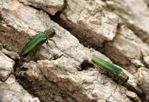 Emerald Ash Borer