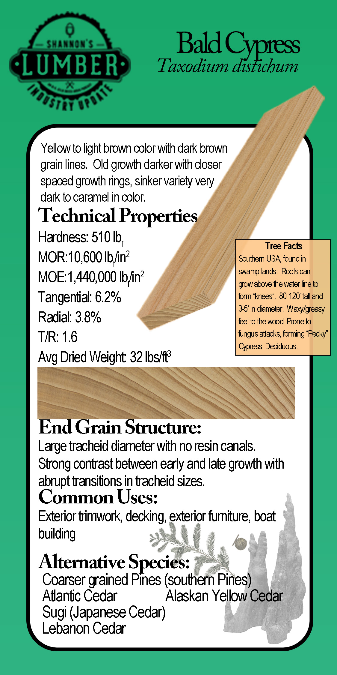 Bald Cypress