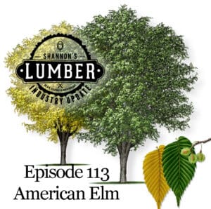 american elm